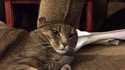 Chat-noine