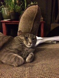 Chat-noine