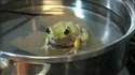 Test de la grenouille dans l'eau chaude