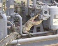 C'est ça qu'on appelle une pince crocodile ?