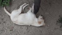 Debout Médor