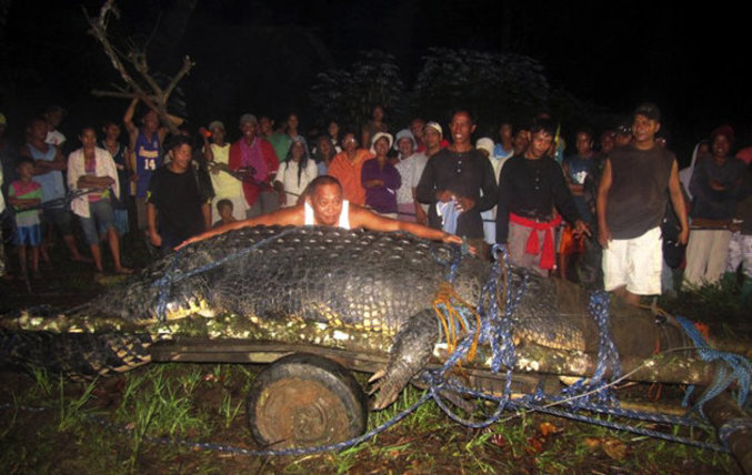 Dans la ville de Bunawan (Philippines) un crocodile de 6.4 mètres pour 1075 kg a été capturé. Il est destiné à un ecopark plutôt qu'à des sacs à mains.