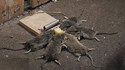 Attrape souris