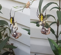 Les araignées plus grosses que les serpents