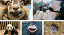 Les animaux sont gentils