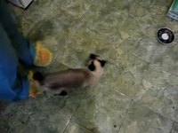 Spider-cat