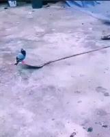 # balance ton pigeon