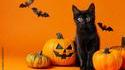 Halloween cat