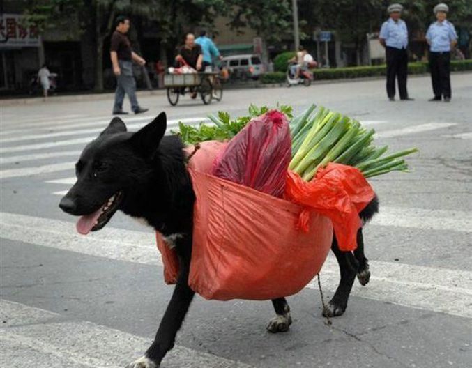 Un chien qui rentre des courses.
