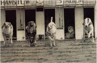 Course entre lévriers et un guépard