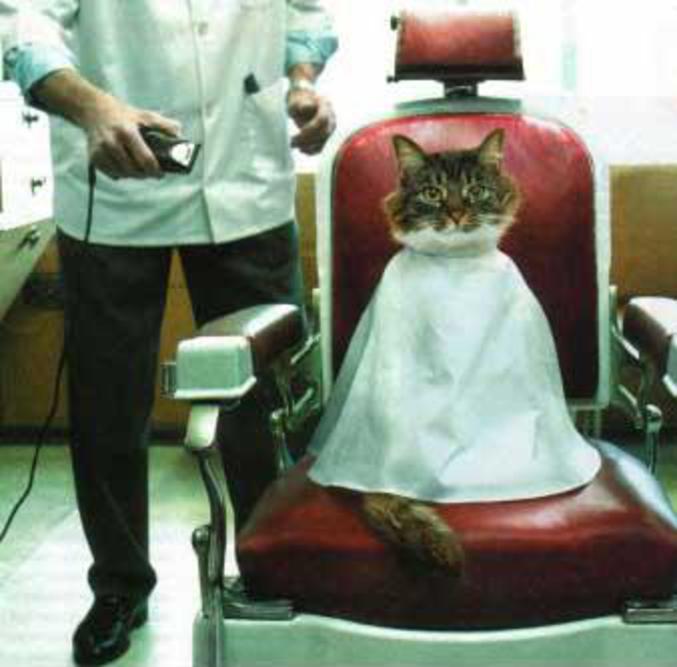 Un chat chez le coiffeur