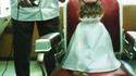 Chat coiffeur