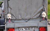 Transport canin