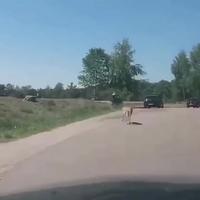 Parc animalier 