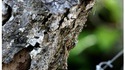 L'art du camouflage