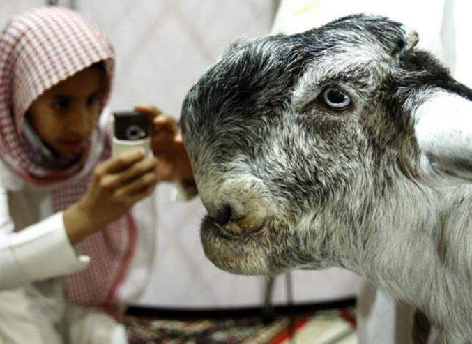 Un animal qui a une drôle de tête...