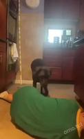 Malaise devant son chien