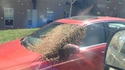 Un essaim d'abeille sur la voiture ! 
