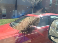Un essaim d'abeille sur la voiture ! 