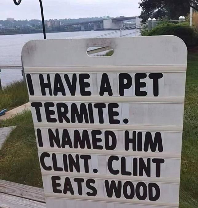 Clint mange du bois.