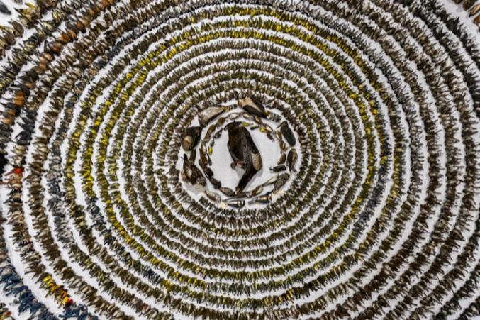 «When Worlds Collide» ©Patricia HOMONYLO/Bird Photographer of the Year
«Chaque année, au cours des migrations de printemps et d'automne, plus de 1,3 milliard d'oiseaux meurent en Amérique du Nord à la suite de collisions avec les fenêtres. Un réseau de bénévoles dévoués part chaque matin pour ramasser les victimes. Depuis plus de 30 ans, les bénévoles du "Fatal Light Awareness Program" (FLAP) patrouillent dans les villes du monde entier à la recherche d'oiseaux ayant heurté des fenêtres. Bien que leurs efforts aient permis de sauver un nombre impressionnant d'oiseaux ayant survécu à une collision, la majorité d'entre eux meurent à l'impact»
«Mais les victimes ne sont jamais abandonnées. Leurs dépouilles sont collectées et leurs vies sont honorées dans le cadre de l'opération annuelle "Bird Layout". Menée par des bénévoles, celle-ci consiste à exposer les volatiles morts à travers une scénographie émouvante et provocante qui rend hommage aux oiseaux morts et sensibilise le public mettant en lumière un problème mondial. Bénévole au FLAP depuis quatre ans, j'assiste chaque année à cette mise en scène macabre. De l'épervier au colibri, cette scénographie de 2022 comprend plus de 4 000 oiseaux»