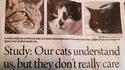 "Nos chats nous comprennent, mais ils s'en foutent !..."