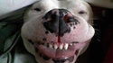 Chien souriant