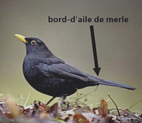 Les jeux de mots laids font les gens bêtes