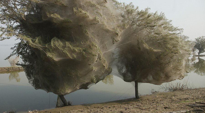Des toiles d'araignées qui recouvrent un arbre en Australie (d'après ce que j'ai pu lire)