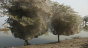 Une toile sur l'arbre