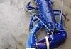 Homard bleu