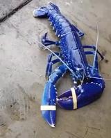 Homard bleu