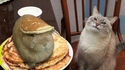 Crêpes au lapin
