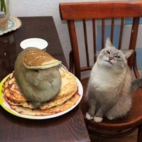 Crêpes au lapin