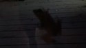Grenouille disco