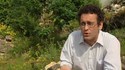 Nos plantes de balcon tuent papillons et abeilles