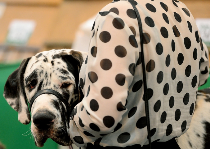 Tel chien, tel maitre - un dalmatien et son maitre au festival Crufts à Birmingham (UK) - photo de Andrew Yates pour AFP.