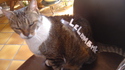 Chatte fautive