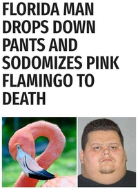 Un habitant de la Floride baisse son futal et sodomise à mort un flamant rose!