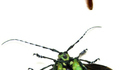Cybugs