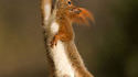 Saturday Night Fever
