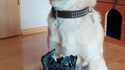 Chien chaotique mauvais