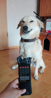 Chien chaotique mauvais