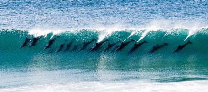 Des dauphins s’amusent dans les déferlantes de bord de plage