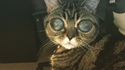Les chats sont des extraterrestres ! la preuve !