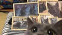 Chat ! Chat ! Chat !
