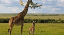 L'attaque des Girafes mangeuse d'avions