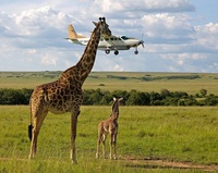 L'attaque des Girafes mangeuse d'avions