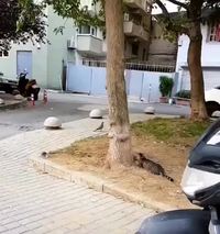 Attrapage d'oiseau à deux