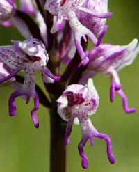 Orchis simia